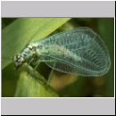 Chrysopa perla - Florfliege 04.jpg